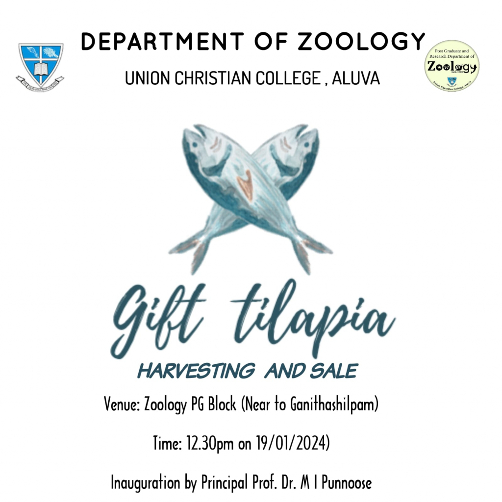 Gift Tilapia Harvesting and Sale