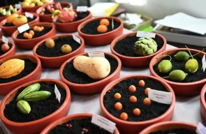Department of Botany